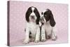 Springer Spaniels-null-Stretched Canvas