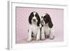 Springer Spaniels-null-Framed Photographic Print