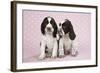 Springer Spaniels-null-Framed Photographic Print