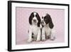 Springer Spaniels-null-Framed Photographic Print