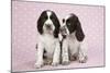 Springer Spaniels-null-Mounted Photographic Print