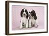 Springer Spaniels-null-Framed Photographic Print