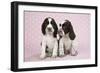 Springer Spaniels-null-Framed Photographic Print