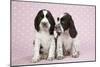 Springer Spaniels-null-Mounted Photographic Print