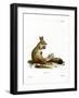 Springhare-null-Framed Giclee Print