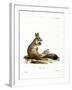 Springhare-null-Framed Giclee Print