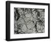 Springs and Snow, 1977-Brett Weston-Framed Photographic Print