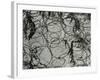 Springs and Snow, 1977-Brett Weston-Framed Photographic Print