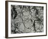 Springs and Snow, 1977-Brett Weston-Framed Photographic Print