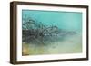 Springs Tree Detail, Yellowstone National Park, Wyoming-Vincent James-Framed Photographic Print