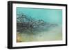 Springs Tree Detail, Yellowstone National Park, Wyoming-Vincent James-Framed Photographic Print