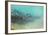 Springs Tree Detail, Yellowstone National Park, Wyoming-Vincent James-Framed Photographic Print