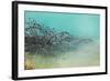 Springs Tree Detail, Yellowstone National Park, Wyoming-Vincent James-Framed Photographic Print