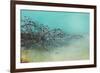 Springs Tree Detail, Yellowstone National Park, Wyoming-Vincent James-Framed Photographic Print