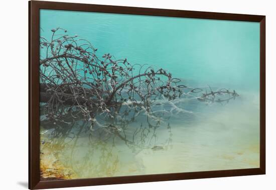 Springs Tree Detail, Yellowstone National Park, Wyoming-Vincent James-Framed Photographic Print