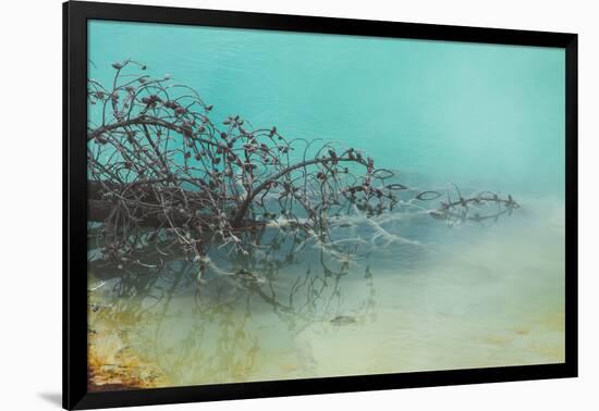 Springs Tree Detail, Yellowstone National Park, Wyoming-Vincent James-Framed Photographic Print