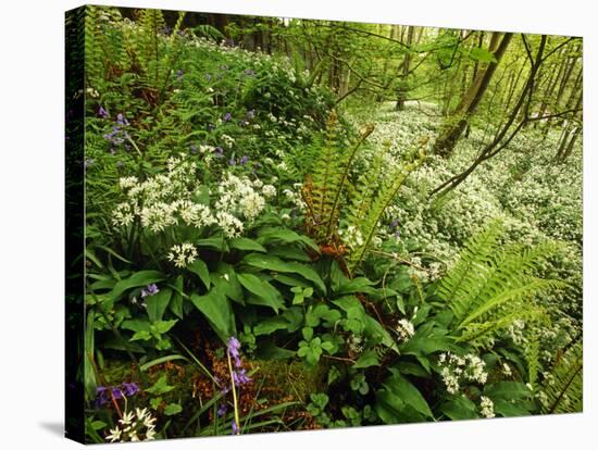 Springs Wood, Yorkshire Dales National Park, England-Paul Harris-Stretched Canvas