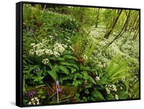 Springs Wood, Yorkshire Dales National Park, England-Paul Harris-Framed Stretched Canvas