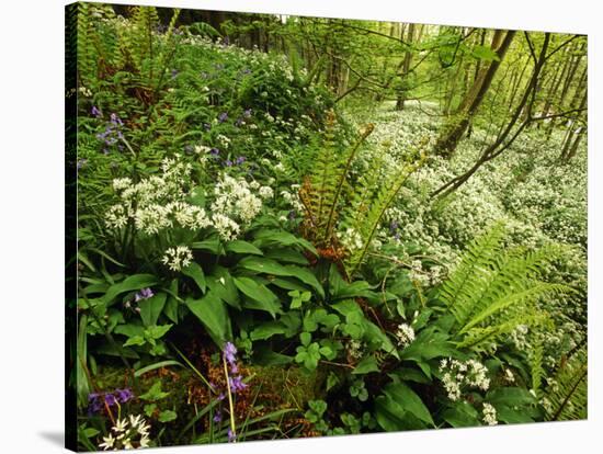 Springs Wood, Yorkshire Dales National Park, England-Paul Harris-Stretched Canvas