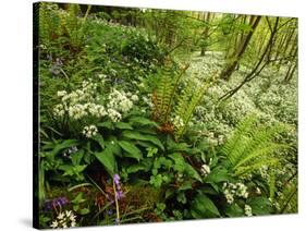 Springs Wood, Yorkshire Dales National Park, England-Paul Harris-Stretched Canvas