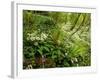 Springs Wood, Yorkshire Dales National Park, England-Paul Harris-Framed Photographic Print