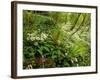 Springs Wood, Yorkshire Dales National Park, England-Paul Harris-Framed Photographic Print