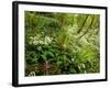 Springs Wood, Yorkshire Dales National Park, England-Paul Harris-Framed Photographic Print