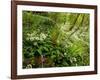 Springs Wood, Yorkshire Dales National Park, England-Paul Harris-Framed Photographic Print