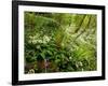 Springs Wood, Yorkshire Dales National Park, England-Paul Harris-Framed Photographic Print