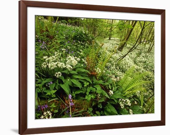 Springs Wood, Yorkshire Dales National Park, England-Paul Harris-Framed Photographic Print