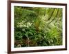 Springs Wood, Yorkshire Dales National Park, England-Paul Harris-Framed Photographic Print
