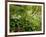 Springs Wood, Yorkshire Dales National Park, England-Paul Harris-Framed Photographic Print