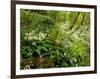 Springs Wood, Yorkshire Dales National Park, England-Paul Harris-Framed Photographic Print