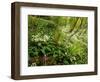 Springs Wood, Yorkshire Dales National Park, England-Paul Harris-Framed Photographic Print