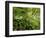 Springs Wood, Yorkshire Dales National Park, England-Paul Harris-Framed Photographic Print