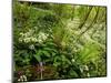 Springs Wood, Yorkshire Dales National Park, England-Paul Harris-Mounted Photographic Print