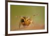 Springtail (Dicyrtomina Ornata) on Oak Tree Leaf-Solvin Zankl-Framed Photographic Print
