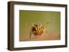 Springtail (Dicyrtomina Ornata) on Oak Tree Leaf-Solvin Zankl-Framed Photographic Print