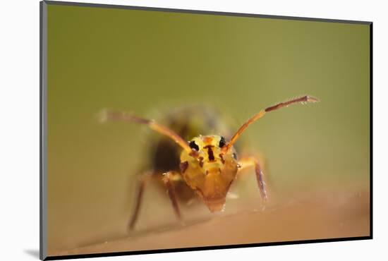 Springtail (Dicyrtomina Ornata) on Oak Tree Leaf-Solvin Zankl-Mounted Photographic Print