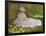 Springtime, 1872-Claude Monet-Framed Giclee Print