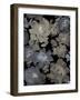 Springtime at Night III-Kelsey Morris-Framed Art Print