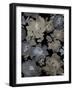 Springtime at Night III-Kelsey Morris-Framed Art Print