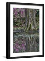 Springtime azalea blooming, Charleston, South Carolina.-Darrell Gulin-Framed Premium Photographic Print