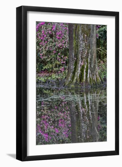 Springtime azalea blooming, Charleston, South Carolina.-Darrell Gulin-Framed Premium Photographic Print