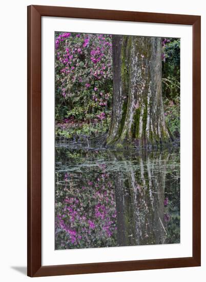 Springtime azalea blooming, Charleston, South Carolina.-Darrell Gulin-Framed Photographic Print