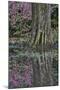 Springtime azalea blooming, Charleston, South Carolina.-Darrell Gulin-Mounted Photographic Print