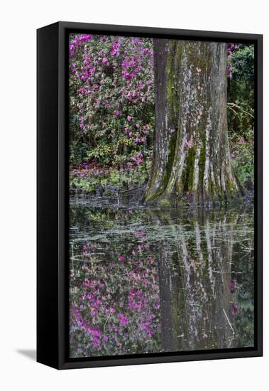 Springtime azalea blooming, Charleston, South Carolina.-Darrell Gulin-Framed Stretched Canvas