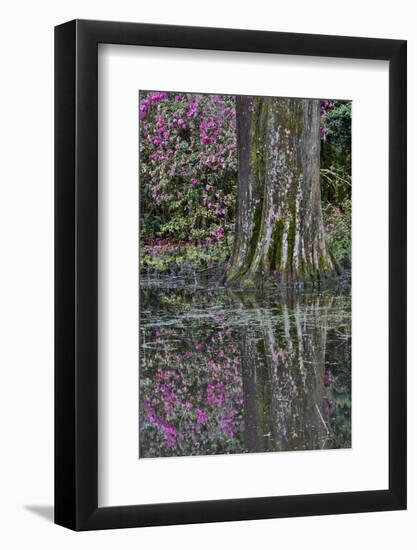 Springtime azalea blooming, Charleston, South Carolina.-Darrell Gulin-Framed Photographic Print