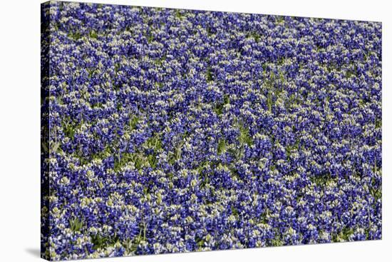 Springtime Blue bonnets blooming near Fredericksburg, Texas-Darrell Gulin-Stretched Canvas