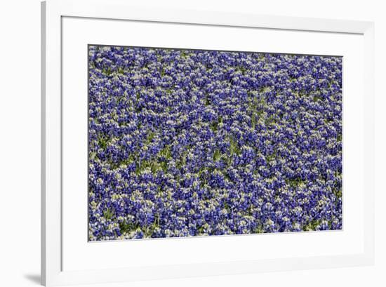 Springtime Blue bonnets blooming near Fredericksburg, Texas-Darrell Gulin-Framed Photographic Print